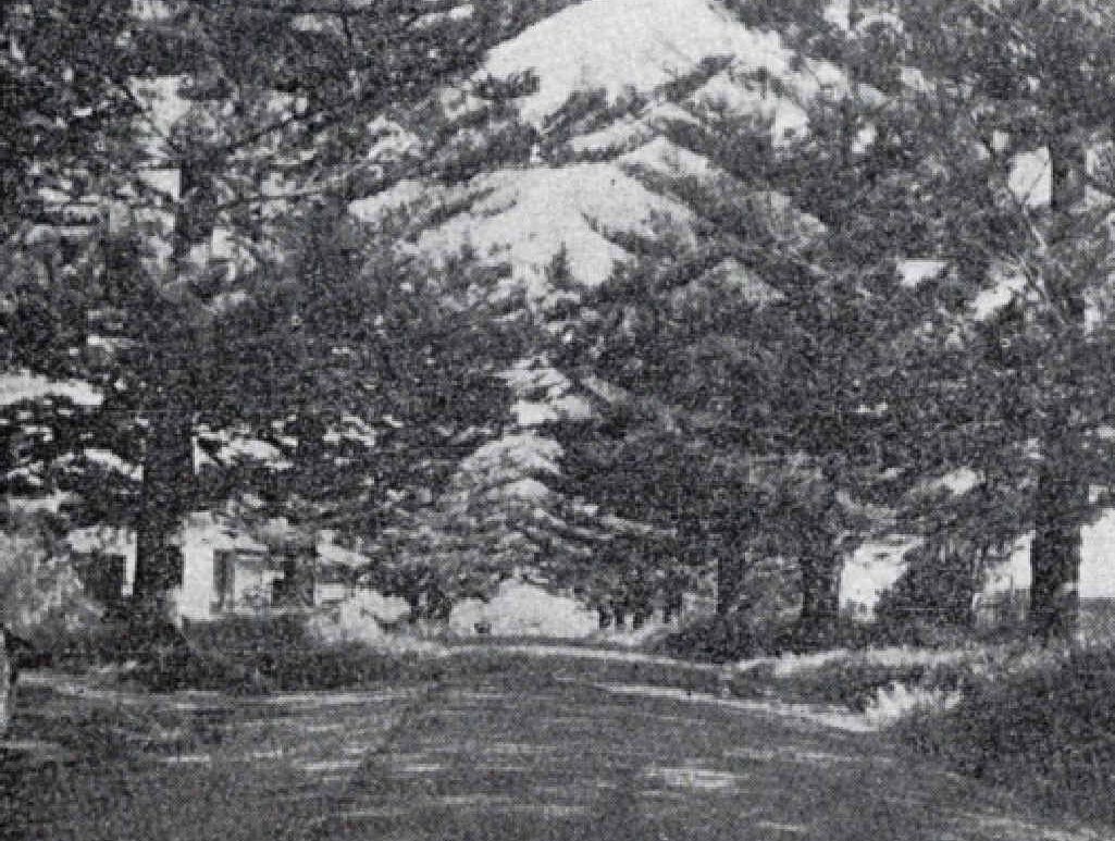 TIMELESS MEMORIAL: Some of the 16 Cudgen pine trees for the First World War fallen in 1953. TIMELESS MEMORIAL: Some of the 16 Cudgen pine trees for the First World War fallen in 1953.